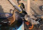 Indische loopeenden, Dieren en Toebehoren, Vogels | Overige Vogels, Meerdere dieren