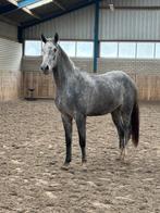 4 jarige toekomstige springpaard, Springpaard, Gechipt, Ruin, 3 tot 6 jaar