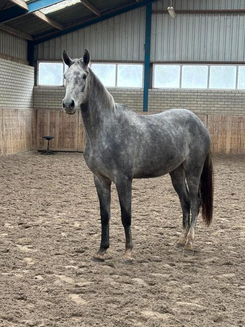 4 jarige toekomstige springpaard, Dieren en Toebehoren, Paarden, Ruin, Onbeleerd, 165 tot 170 cm, 3 tot 6 jaar, Springpaard, Met stamboom