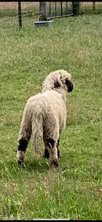 Walliser Schwarznase Ram, Dieren en Toebehoren, Mannelijk, Schaap, 0 tot 2 jaar