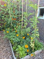 Afrikaantjes zaden - Geel/Oranje - 15 stuks voor 1 euro, Tuin en Terras, Ophalen of Verzenden, Eenjarig, Overige soorten, Volle zon