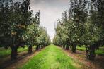 Allround teeltmedewerker fruitteelt, 33 - 40 uur, Tijdelijk contract