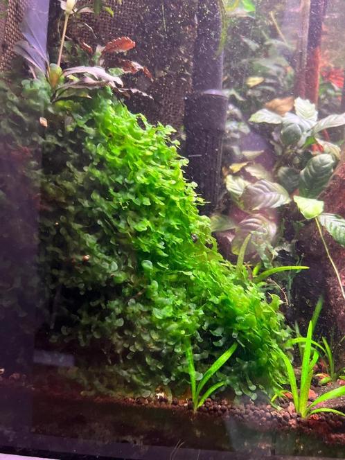 Grote kluwe levermos (Riccardia chamedryfolia) 20x10cm, Dieren en Toebehoren, Vissen | Aquaria en Toebehoren, Nieuw, Plant(en), Steen of Hout