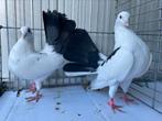 Koppel Zwart-Bonte Pauwstaarten, Dieren en Toebehoren, Vogels | Duiven, Meerdere dieren, Overige soorten