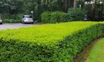 Taxus hagen, Tuin en Terras, Planten | Bomen, Ophalen of Verzenden, Bloeit niet, Overige soorten, Minder dan 100 cm