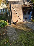 Barnevelder haan aangeboden, Dieren en Toebehoren, Pluimvee, Mannelijk, Kip