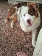 Zeer lieve mini aussi(Australische shepperd) 7mnd, Dieren en Toebehoren, Rabiës (hondsdolheid), 15 weken tot 1 jaar, Eén hond