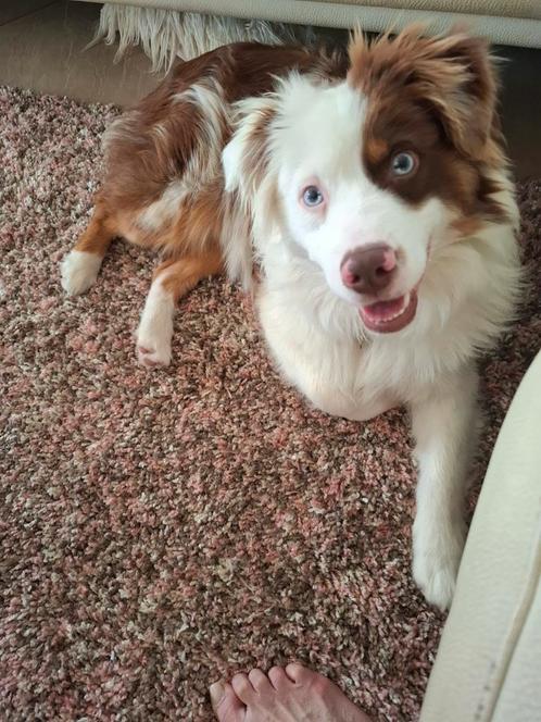 Zeer lieve mini aussi(Australische shepperd) 7mnd, Dieren en Toebehoren, Honden | Chihuahua's en Gezelschapshonden, Reu, Overige rassen