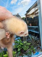 Jonge fretten, Dieren en Toebehoren, Overige Dieren, Juni, Meerdere dieren