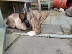 Duitse reus nestje verwacht, Meerdere dieren, Groot, 0 tot 2 jaar