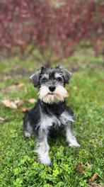 Dwergschnauzer pup, Rabiës (hondsdolheid), 15 weken tot 1 jaar, Overige rassen, Teef