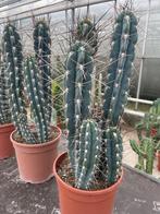 Cactus Stetsonia Coryne uit Argentinie 60/70cm hoog.Cluster, Cactus, Minder dan 100 cm, Ophalen of Verzenden, In pot