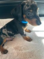 Dwerg teckel dachshond merle reutje, CDV (hondenziekte), 8 tot 15 weken, Korthaar, Dwerg