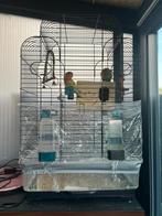 AGAPORNIS KOPPEL TE KOOP – INCLUSIEF KOOI EN ACCESSOIRES, Dieren en Toebehoren, Vogels | Parkieten en Papegaaien, Meerdere dieren