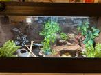 GEZOCHT Luipaardgekko man, Ophalen, Zo goed als nieuw, Terrarium of Paludarium