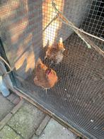 kippen, Vrouwelijk, Kip