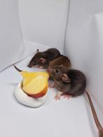 Ratten / Rat Dumbo (Baby's/ juveniles), Dieren en Toebehoren, Knaagdieren, Juli, Meerdere dieren, Rat