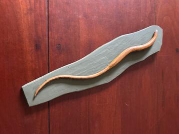 Anatomisch model Hazelworm beschikbaar voor biedingen