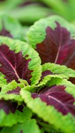 Jonge coleus planten. Siernetel zaailingen, Huis en Inrichting, Kamerplanten, Ophalen, Overige soorten, Halfschaduw, Minder dan 100 cm