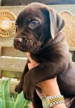 Old English Bulldog Labrador Puppys Mogen Nest Verlaten!, Dieren en Toebehoren, Meerdere, Meerdere dieren, Nederland, Particulier