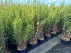 niet woekerende zwarte bamboe fargesia volcano , black pearl, Ophalen, Bloeit niet, Overige soorten, Halfschaduw