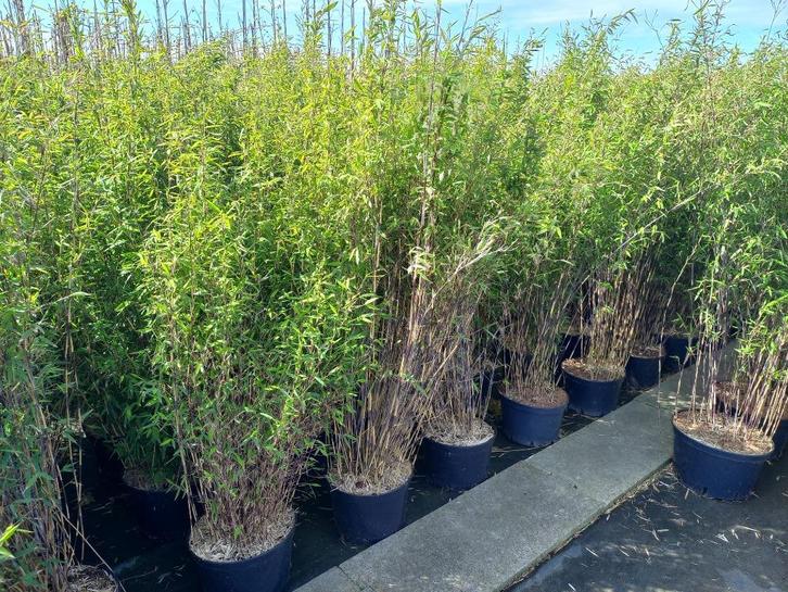 niet woekerende zwarte bamboe fargesia volcano , black pearl, Tuin en Terras, Planten | Tuinplanten, Overige soorten, Halfschaduw