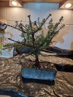 Koriaanse zilverspar in handgemaakte pot, Tuin en Terras, Planten | Bomen, In pot, Minder dan 100 cm, Ophalen of Verzenden