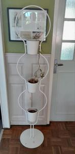 Planten standaard., Ophalen, Overige soorten, Minder dan 100 cm
