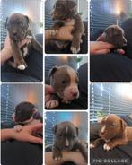 Prachtige Amerikaanse Bulldog/ Staffordshire Pups, 8 tot 15 weken, Bulldog, Meerdere, Meerdere dieren