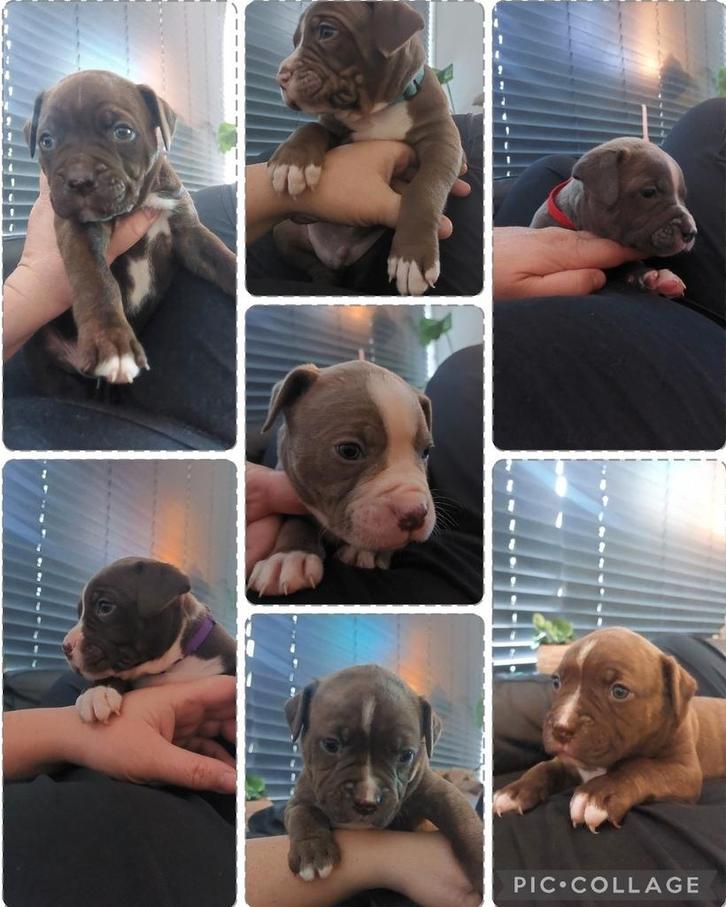 Prachtige Amerikaanse Bulldog/ Staffordshire Pups, Dieren en Toebehoren, Honden | Bulldogs, Pinschers en Molossers, Meerdere dieren