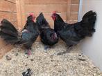 3 zwarte australorp kweekhennen, Dieren en Toebehoren, Pluimvee, Meerdere dieren, Kip
