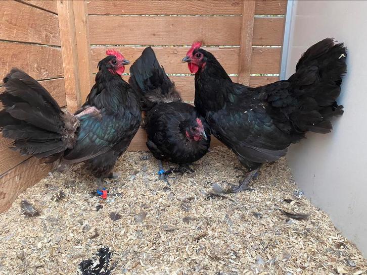 3 zwarte australorp kweekhennen, Dieren en Toebehoren, Pluimvee, Kip, Meerdere dieren
