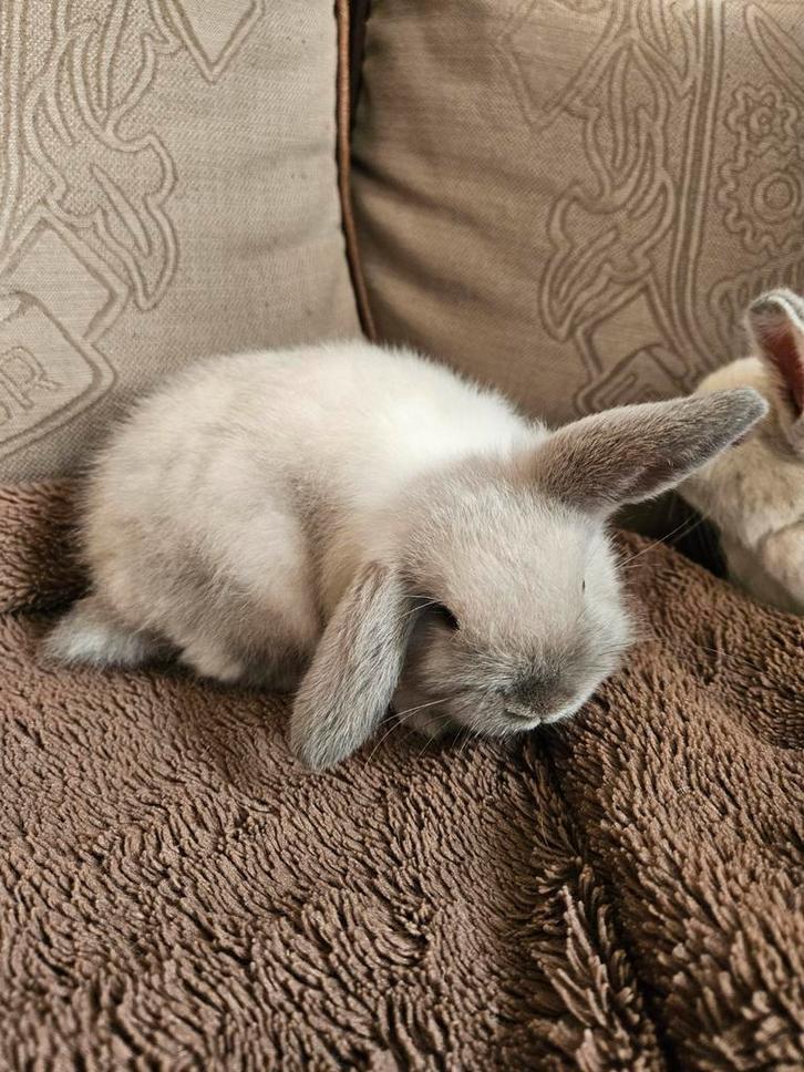 Minilopjes, Dieren en Toebehoren, Konijnen