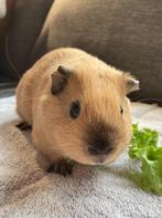 Cavia gladhaar california beertjes, Dieren en Toebehoren, Mannelijk, Cavia