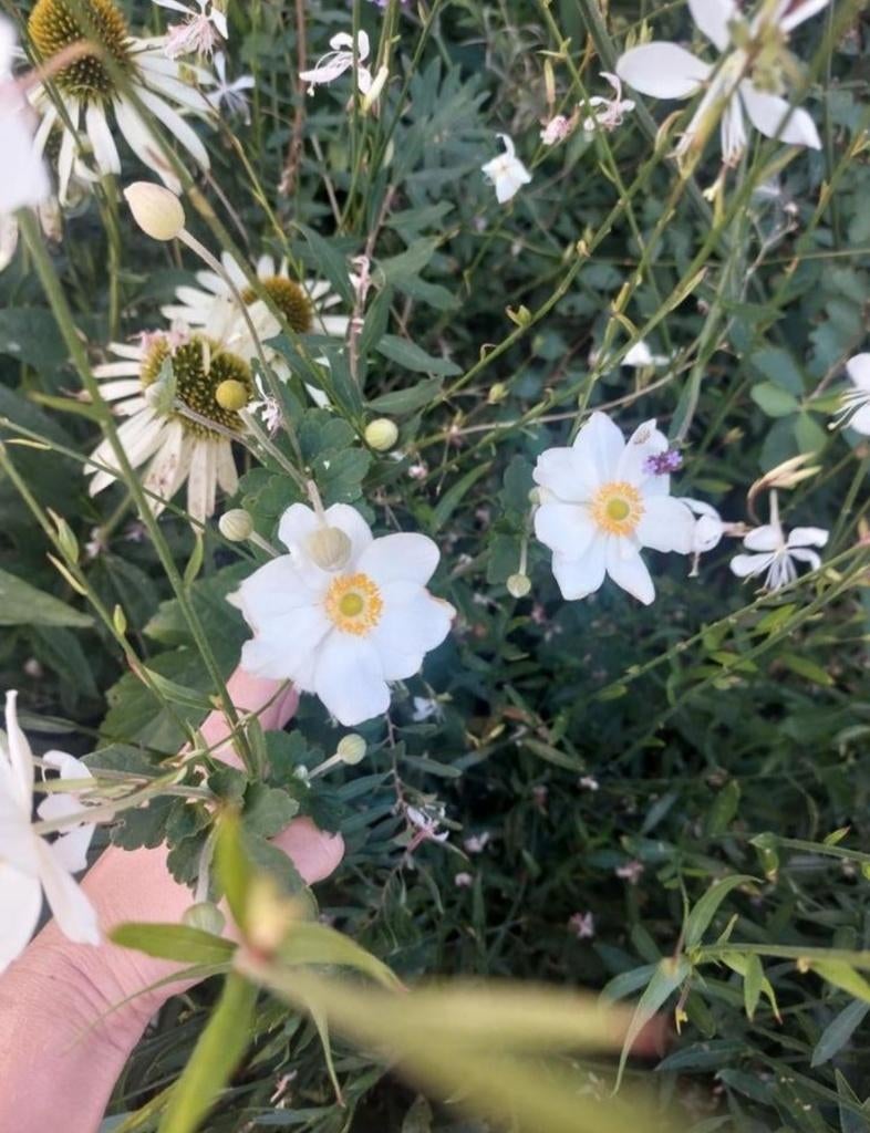 Anemone hybrida honorine jobert, Vaste plant, Halfschaduw, Zomer, Ophalen