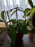 Hoya, Huis en Inrichting, Kamerplanten, Ophalen, Halfschaduw, Minder dan 100 cm