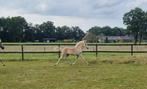 Haflinger Hengstveulen met aparte beweging!!, Dieren en Toebehoren, Pony's, E pony (1.48m - 1.57m), 0 tot 2 jaar, Hengst, Onbeleerd