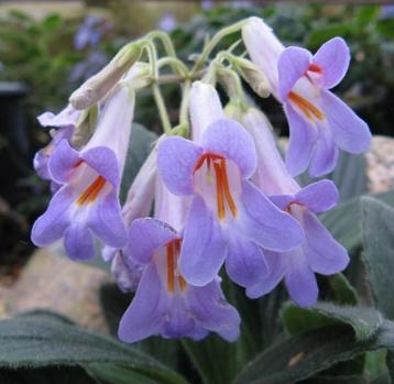 Streptocarpus, lila bloei!

 beschikbaar voor biedingen
