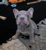 🥰 prachtige, super gave x franse Bulldog pups geboren 🥰, Dieren en Toebehoren, Honden | Bulldogs, Pinschers en Molossers, Bulldog