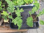 Potjes met 3 boerenkool plantjes, Tuin en Terras, Planten | Tuinplanten, Ophalen, Volle zon, Groenteplanten, Eenjarig