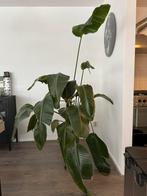 Strelitzia Nicolai te koop (incl. pot), Huis en Inrichting, Kamerplanten, Ophalen, Overige soorten, In pot, 150 tot 200 cm