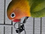 Agapornis 9 week oud. 4 zijn er beschikbaar., Dieren en Toebehoren, Vogels | Parkieten en Papegaaien, Geslacht onbekend, Dwergpapegaai of Agapornis