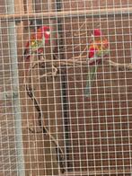 Mooi koppel rosellas opaline, Meerdere dieren, Parkiet