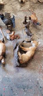Opgezette dieren vos. Vogels korhaan auerhaan fazant, Verzamelen, Dierenverzamelingen, Ophalen, Gebruikt, Wild dier, Opgezet dier