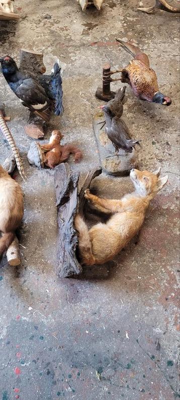Opgezette dieren vos. Vogels korhaan auerhaan fazant  beschikbaar voor biedingen