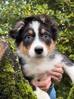 Bijzonder knappe Australian Shepherd reu., Nederland, Reu, CDV (hondenziekte), 8 tot 15 weken