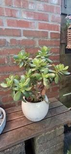 Kamerplant crassula ovata, geluksboom, geldboom, Huis en Inrichting, Ophalen, Overige soorten, Minder dan 100 cm
