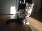 Kater van 6 maanden, Dieren en Toebehoren, Katten en Kittens | Raskatten | Korthaar, Kater, 0 tot 2 jaar