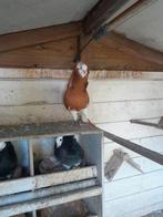 te koop fanatieke  capucijners 1 geel en 1 zwart, Dieren en Toebehoren, Vogels | Duiven, Vrouwelijk, Overige soorten