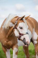 Prachtige 6 jarige paint horse merrie., Dieren en Toebehoren, Paarden, Merrie, 3 tot 6 jaar